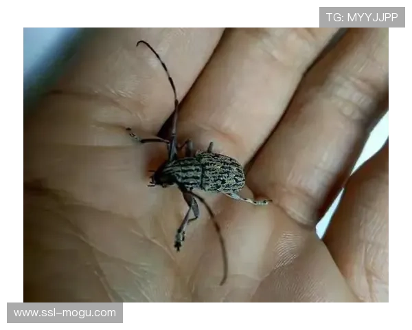 全运会网球赛飞蛾误入赛场，官方澄清非蟑螂未影响赛事